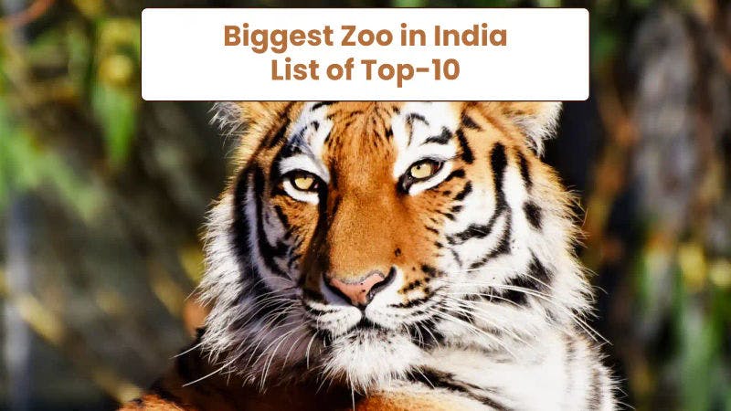 Biggest Zoo in India 2024, List of Top-10